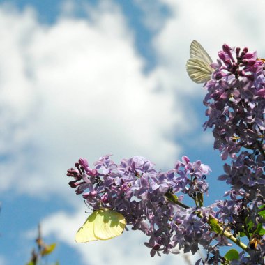 Leylak çiçeği yakın görünüm 