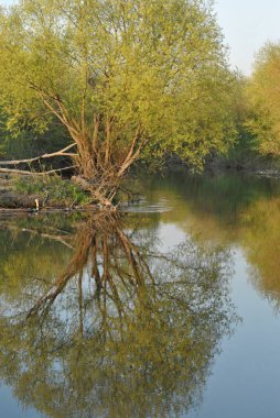 Yazın güzel bir göl, kırsal manzara 