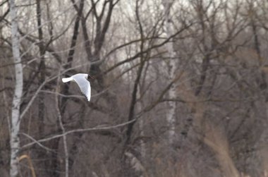 Orman manzarasında uçan martılar
