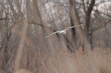 Orman manzarasında uçan martılar