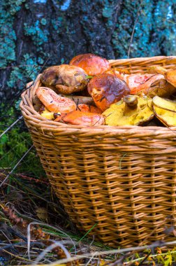 Bir tutam taze mantar, yakın çekim..