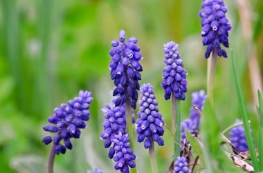 Mavi üzüm sümbülü, Muscari... Mavi üzüm... Muscari armeniacum çiçeği. İlk mavi ilkbahar çiçekleri..
