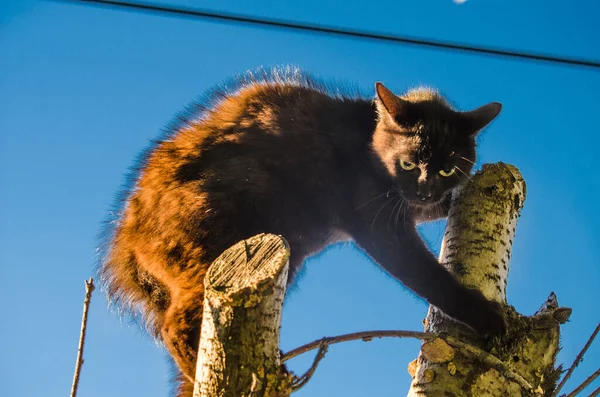 Θυμωμένος Μαύρη Γάτα Στην Κορυφή Δέντρο — Φωτογραφία Αρχείου