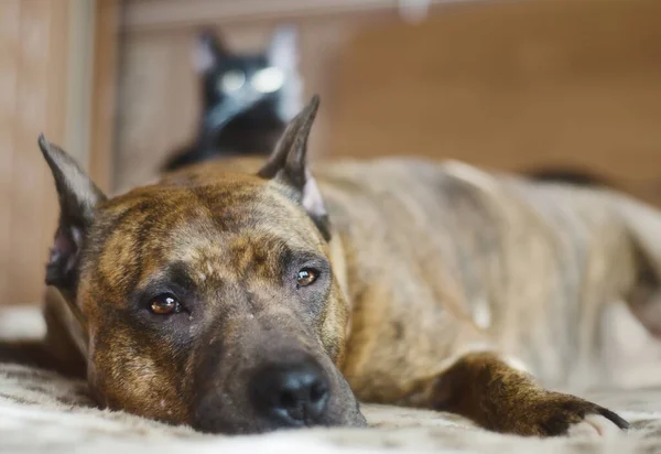 Cane Appoggiato Divano Con Giocoso Gatto Nero Sullo Sfondo — Foto Stock