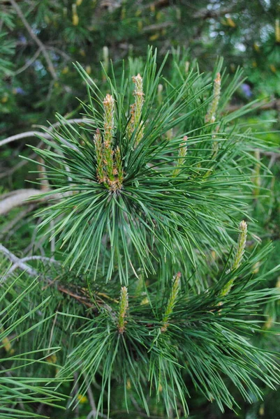 Young Pine Cones Close View — Stock Photo, Image