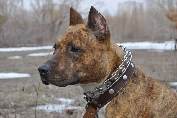Tijger Staffordshire Terriër Hond Verschroeide Aarde Een Brand Het Veld — Stockfoto