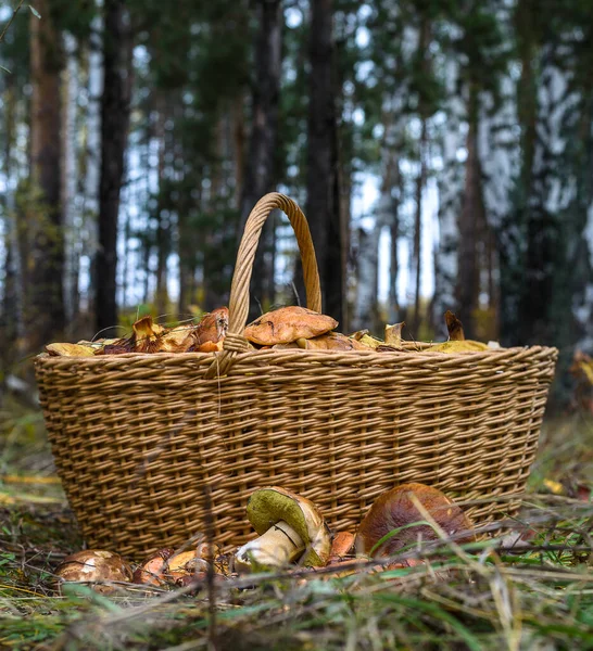 Färsk Svamp Närbild — Stockfoto