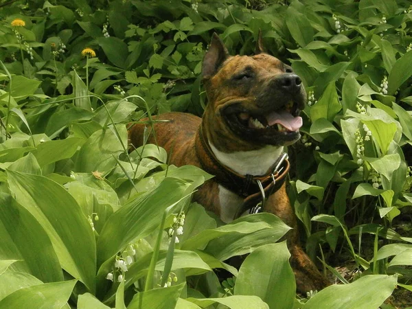 タイガー スタッフォードシャー テリア犬幸せな屋外 — ストック写真