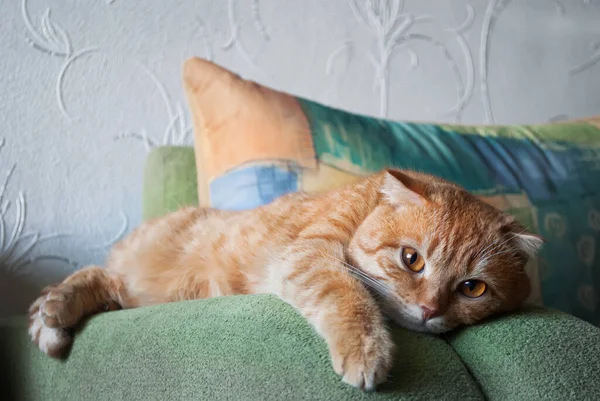 Gatto Zenzero Sdraiato Sul Bracciolo Del Divano — Foto Stock