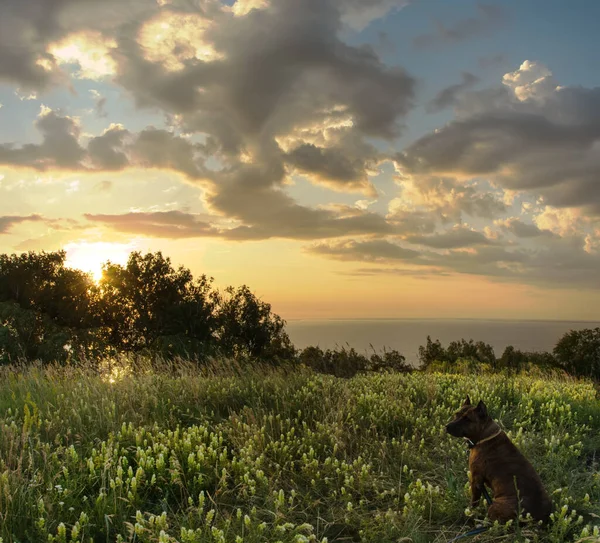 老虎斯塔福德郡小狗在美丽的日落美景 乡村风景 — 图库照片