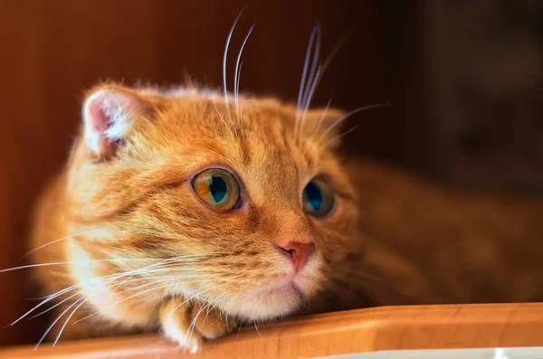 Scottish Fold Κόκκινη Eared Γάτα Μικρά Αυτιά Που Αναπαύονται Στο — Φωτογραφία Αρχείου