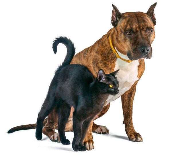 Cat and dog together on white background. Red brindle pit bull with a small black cat.