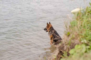 Uzun saçlı bir Alman çoban köpeği suda oturur ve izler..
