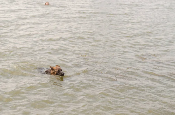 湖での長髪のドイツの羊飼いの水泳 — ストック写真