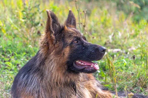 Een Langharige Duitse Herder Ligt Het Gras Close — Stockfoto