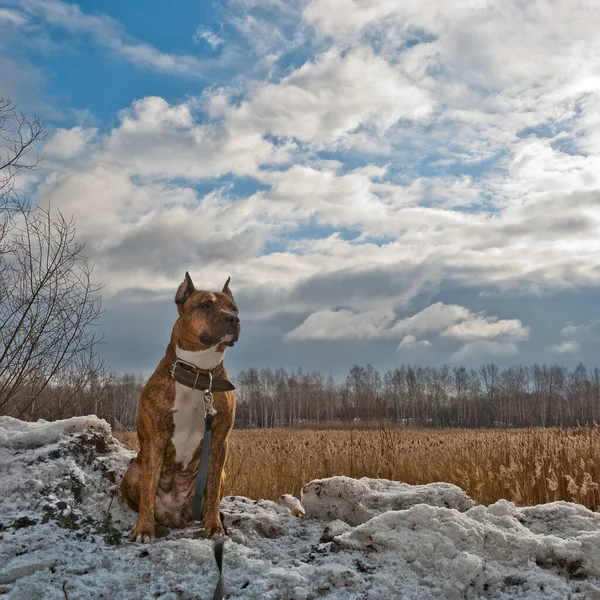 Tiger Staffordshire Teriyer Köpeği Dışarıda Mutlu — Stok fotoğraf