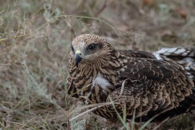 Genç bir uçurtma, solmuş sonbahar otlarının arasında bir çayırda oturur.