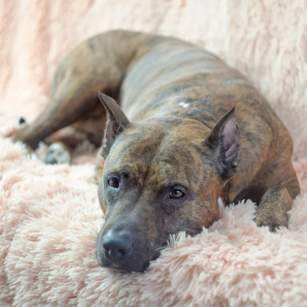 Toro pitbull striato marrone — Foto Stock