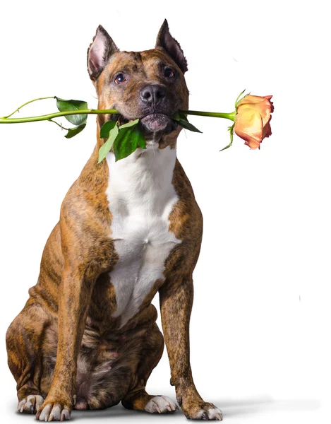 Amerikanischer Staffordshire Terrier mit einer gelb-orangen Rose im Maul. — Stockfoto