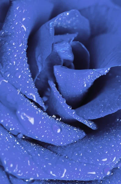 Blue rose in drops of water — Stock Photo, Image