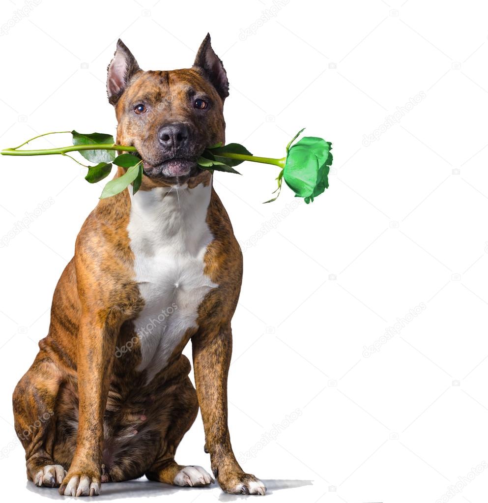 Rad striped dog with a green rose