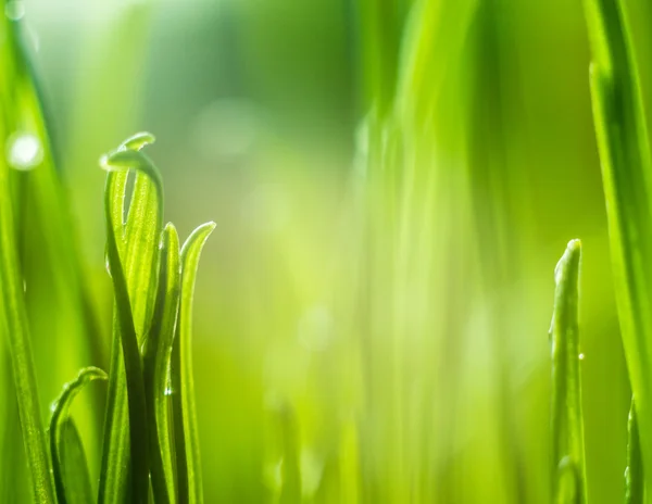 Green grass. Shallow depth of field. — Stock Photo, Image
