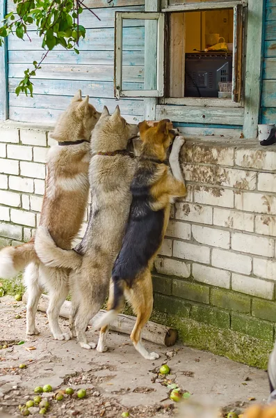 Hund schaut in Fenster vor dem Haus — Stockfoto