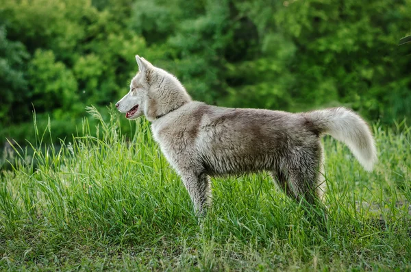 Siberian husky is standing on grass — Stock Photo, Image
