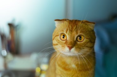 Triped kırmızı kedi İskoç Fold portresi.
