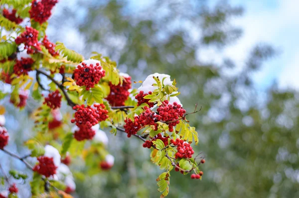 Vogelbeerenzweig mit grünen Blättern und Radbeeren unter dem Schnee — Stockfoto