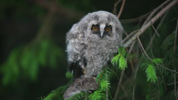 Close up of Spotted owlet Athene brama olhando para nós na natureza em Suanluang R.9, Tailândia — Vídeo de Stock