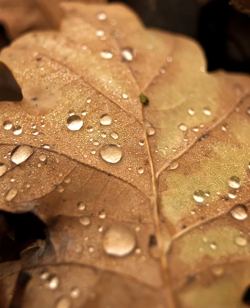 eski Meşe yaprağı