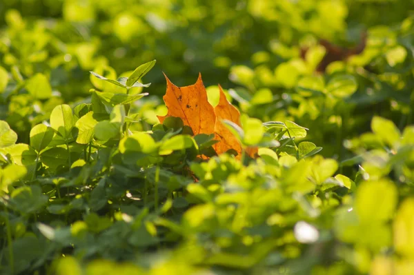 akçaağaç yapraklı