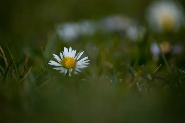 Łąka Daisy — Zdjęcie stockowe