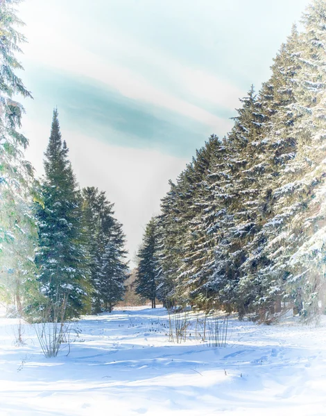 kozalaklı ormanında kış