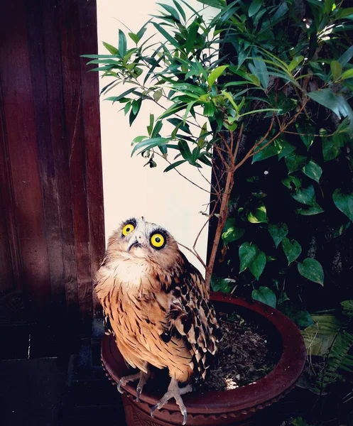 Beautiful Owl Opens Eyes — Stock Photo, Image