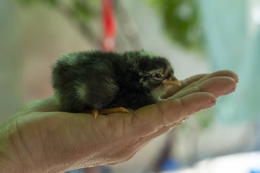 Tavuk elinde oturur..