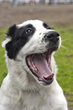 Bir köpeğin portresi.