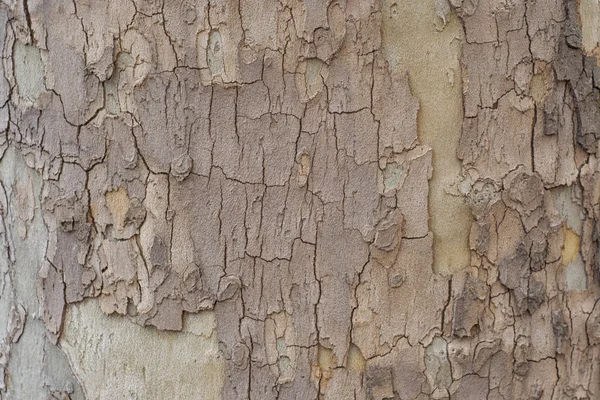 Textuur van de schors van een oude boom — Stockfoto