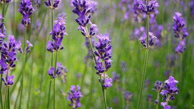 Yazın lavanta tarlası