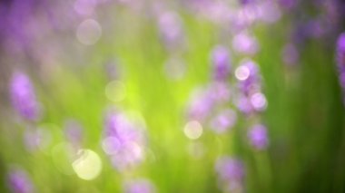 Lavanta alan arka plan bokeh bulanıklık.