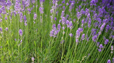 Lavanta alan arka plan.