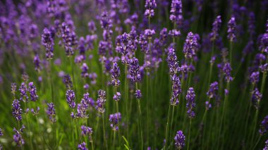 Lavanta alan arka plan.