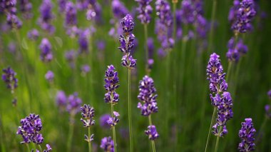 Lavanta alan arka plan.