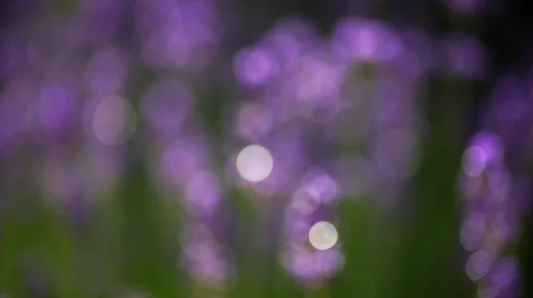Lavendel Feld Hintergrund Bokeh Unschärfe. — Stockfoto