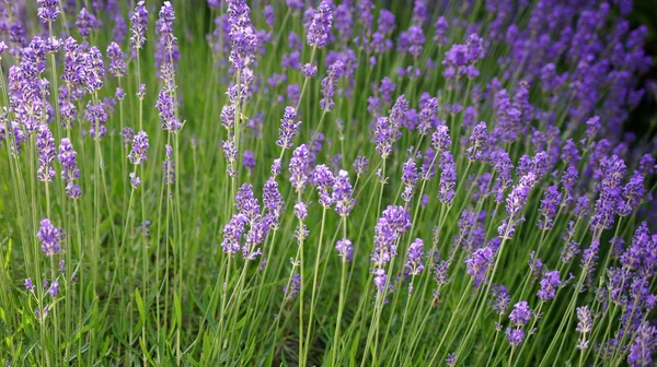 Campo de lavanda fundo . — Fotografia de Stock