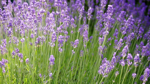 Lavendelfeld Hintergrund. — Stockfoto