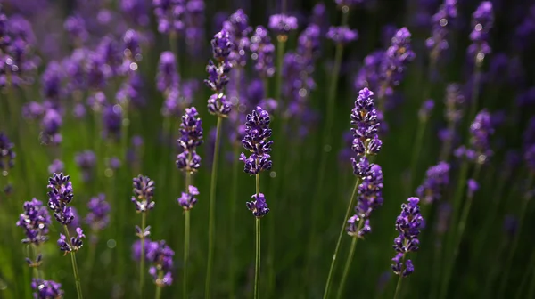 Lavendelfeld Hintergrund. — Stockfoto