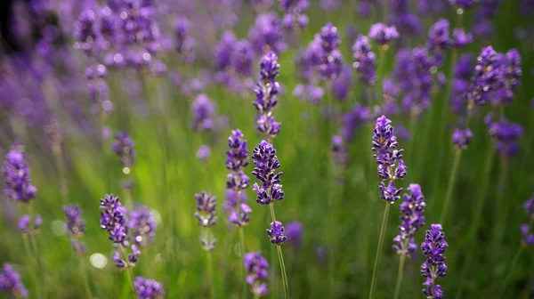 Lavendelfeld Hintergrund. — Stockfoto