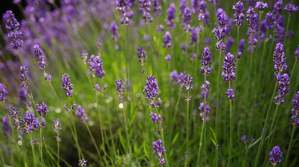 Lavendelfeld Hintergrund. — Stockfoto